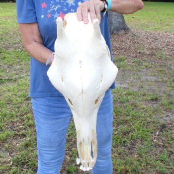 Authentic Female African Giraffe Skull with Mandible, 22"x16"x10" - Buy this one for $749.99 (Ships UPS Signature Required)