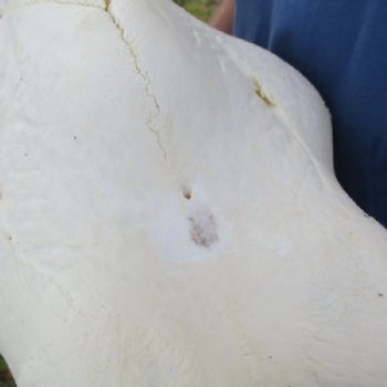 Authentic Female African Giraffe Skull with Mandible, 22"x16"x10" - Buy this one for $749.99 (Ships UPS Signature Required)