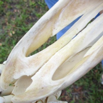 Authentic Female African Giraffe Skull with Mandible, 22"x16"x10" - Buy this one for $749.99 (Ships UPS Signature Required)
