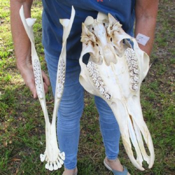 Authentic Female African Giraffe Skull with Mandible, 22"x16"x10" - Buy this one for $749.99 (Ships UPS Signature Required)