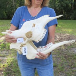 Female African Giraffe Skull with Mandible, 22"x15"x10" - Buy this one for $749.99 (Ships UPS Signature Required)