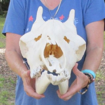 Female African Giraffe Skull with Mandible, 22"x15"x10" - Buy this one for $749.99 (Ships UPS Signature Required)