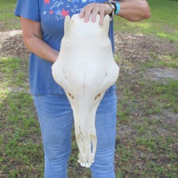 Female African Giraffe Skull with Mandible, 22"x15"x10" - Buy this one for $749.99 (Ships UPS Signature Required)