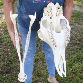 Female African Giraffe Skull with Mandible, 22"x15"x10" - Buy this one for $749.99 (Ships UPS Signature Required)