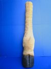 29 inches tall Taxidermy Giraffe Foot with Hoof for Sale - Buy this one for $94.99 