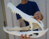 20 inches <font color=red> Huge</font> Florida Alligator Skull for Sale, Beetle Cleaned, (small crack back top of skull) - Buy this one for $215.00