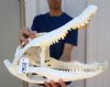 22 inches <font color=red> Massive Good Quality</font> Florida  Alligator Skull for Sale, Beetle Cleaned (small patch of missing layer of skull) - Buy this one for $274.99