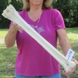 24 inches African Giraffe Metacarpal Leg Bone for $119.99