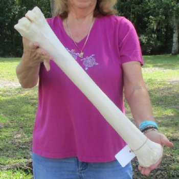 24 inches African Giraffe Metacarpal Leg Bone for $119.99