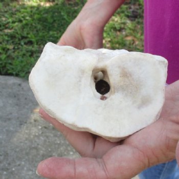 24 inches African Giraffe Metacarpal Leg Bone for $119.99