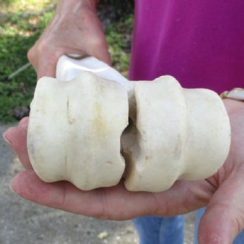 24 inches African Giraffe Metacarpal Leg Bone for $119.99