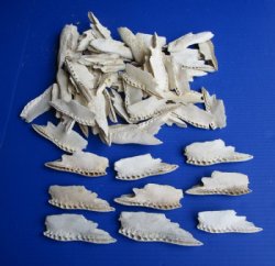 50 Florida Alligator Top Skull Bone Pieces for .32 each 