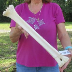 21 inches Real Giraffe Metatarsal Leg Bone for $104.99