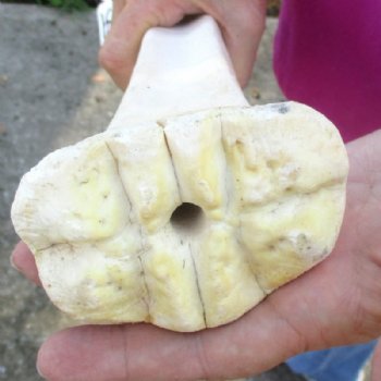 21 inches Real Giraffe Metatarsal Leg Bone for $104.99