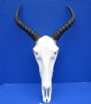 South African Tsessebe Skull with 12-1/2 and 12-3/4 inches Horns (splits in right horn) - Buy this one for $99.99