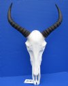 South African Tsessee Skull with 12-1/2 and 13-1/2 inches Horns (couple holes back of skull) - Buy this one for $109.99
