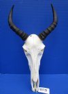 South African Tsessebe Skull with 12 inches horns for Sale (couple holes back of skull) - Buy this one for $99.99