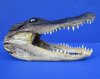 8-7/8 inches Real Taxidermy Louisiana Alligator Head for Sale - Buy this one for $21.99