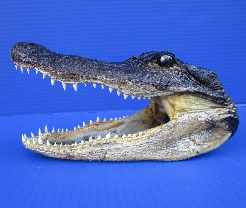 81/2 inches Real Louisiana Alligator Head for Sale