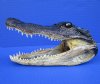 8-1/2 inches Real Louisiana Alligator Head for Sale - Buy this one for $21.99