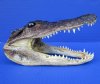 8-1/2 inches Real Louisiana Alligator Head for Sale from a 5 foot gator - Buy this one for $21.99