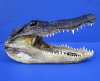 9 by 4-1/4 inches Authentic Alligator Head Souvenir for Sale - Buy this one for $24.99