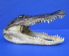 9 inches Real Alligator Head from a Louisiana Gator - Buy this one for $24.99
