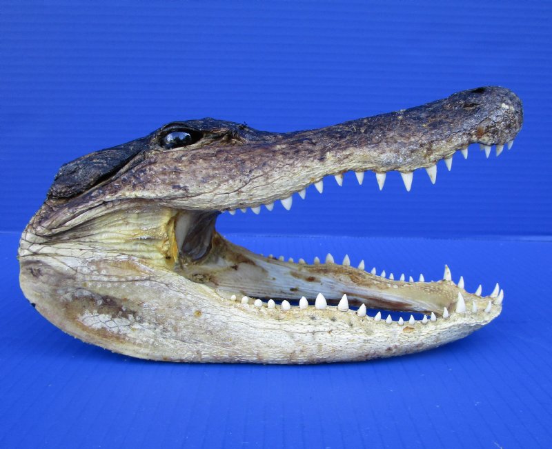 8-3/4 inches Taxidermy Alligator Head Souvenir for Sale $21.99