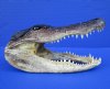 8-3/4 inches Taxidermy Alligator Head Souvenir for Sale - Buy this one for $21.99