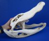 20 inches <font color=red> Discount Large</font> Florida Alligator Skull for Sale (No Teeth) - Buy this one for $49.99