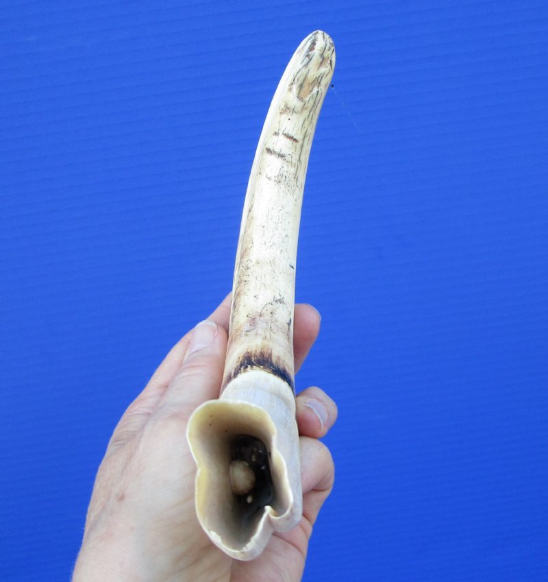 11 inches Huge African Warthog Tusk for Sale 59.99