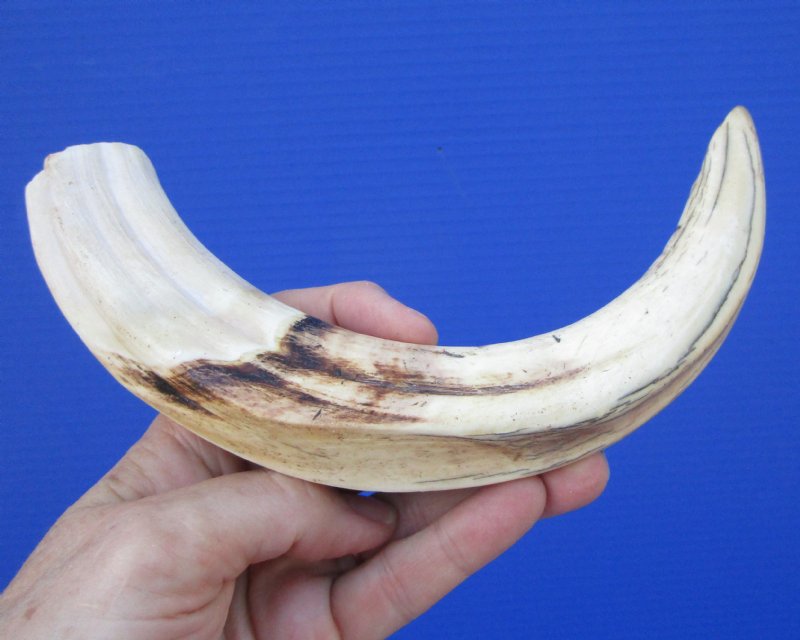 11 inches Huge African Warthog Tusk for Sale 59.99