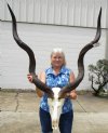 Large Greater Kudu Skull with 45-3/4 and 46-7/8 inches Horns (glued nose section) - Buy this one for $274.99