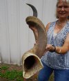 <font color=red> 50 inches</font> Huge Kudu Horn for Sale (38-3/4 inches Straight) - Buy this one for $159.99