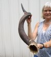 42 inches Kudu Horn for Sale (31 inches straight) - Buy this one for $99.99