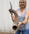 40 inches Kudu Horn for Sale (32 inches straight) - Buy this one for $99.99