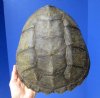 10-1/2 inches Common Snapping Turtle Shell for Sale - Buy this one for $24.99