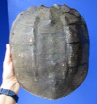 11-1/4 inches Common Snapping Turtle Shell for Sale (couple surface holes in shell) - Buy this one for $19.99