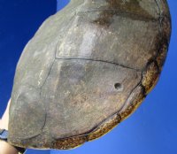 11-1/4 inches Common Snapping Turtle Shell for Sale (couple surface holes in shell) - Buy this one for $19.99