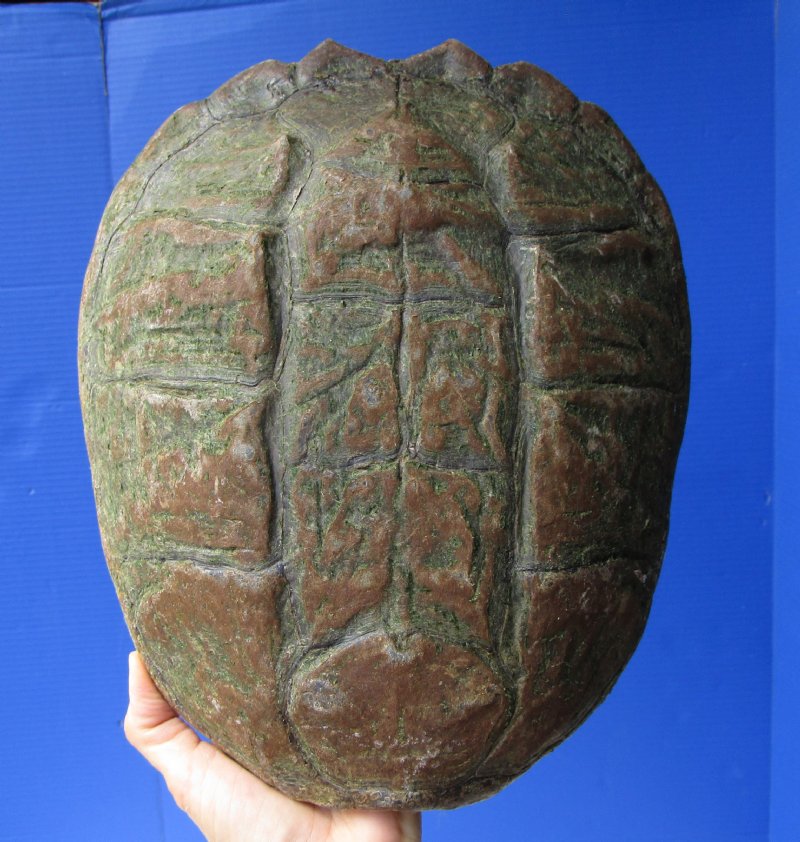111/2 inches Common Snapping Turtle Shell for Sale