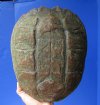 11-1/2 inches Common Snapping Turtle Shell for Sale - Buy this one for $24.99