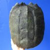 11-1/2 inches Common Snapping Turtle Shell for Sale - Buy this one for $24.99