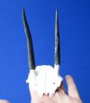 Steenbok Skull Plate with 3-3/4 and 4 inches Horns (Horns Don't Fit Properly) - Buy this one for $39.99 (Plus $7.50 First Class Mail)