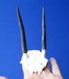 Steenbok Skull Plate with 3-3/4 and 4 inches Horns (Horns Don't Fit Properly) - Buy this one for $39.99 (Plus $7.50 First Class Mail)
