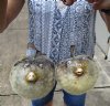 2  Dried Puffer Fish for Sale 7-1/2 and 8 inches - Buy these 2 for $7.00 each