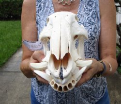 13-1/2 inches Authentic African Bushpig Skull for $114.99