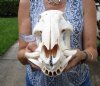 13-1/2 inches Authentic African Bushpig Skull for Sale - Buy this one for $114.99