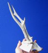Roe Deer Skull Plate and 7-3/4 and 8-1/2 inches Horns - Buy this one for $39.99