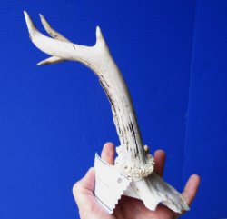 Roe Deer Skull Plate with 8-1/2 and 8-1/4 inches Horns for Sale - Buy this one for $39.99