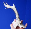 Roe Deer Skull Plate with 8-1/2 and 8-1/4 inches Horns for Sale - Buy this one for $39.99